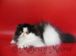 Sara - Persian Cat For Sale - Yucca Valley&comma; CA&comma; US