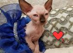Girl 2 - Sphynx Cat For Sale - Lockport&comma; IL&comma; US