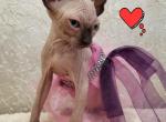 Girl 3 - Sphynx Cat For Sale - Lockport&comma; IL&comma; US