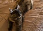 Willow & Chatham's Kittens - Maine Coon Cat For Sale - Fall River&comma; MA&comma; US
