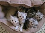 Jasmine and 5 kittens - Scottish Fold Cat For Sale - Holland&comma; PA&comma; US