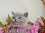 Kittens - British Shorthair Cat For Sale - Philadelphia&comma; PA&comma; US
