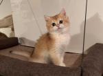 Karina - British Shorthair Cat For Sale - San Mateo&comma; CA&comma; US