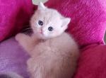 British shorthair kittens Lilac golden - British Shorthair Cat For Sale - 