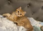 RARE COLORS STUNNING Scottish folds and straights - Scottish Straight Cat For Sale - Grand Rapids&comma; MI&comma; US
