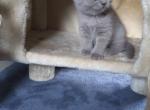 Misha - British Shorthair Cat For Sale - Copperas Cove&comma; TX&comma; US