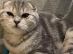 Bella marbled folded girl - Scottish Fold Cat For Sale - Fort Wayne&comma; IN&comma; US