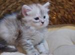 Cherry - Siberian Cat For Sale - Somerset&comma; NJ&comma; US