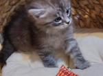 Cookie - Siberian Cat For Sale - Somerset&comma; NJ&comma; US