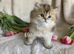Golden shaded kitten - British Shorthair Cat For Sale - Thornton&comma; CO&comma; US
