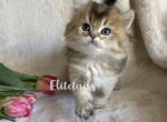 British golden shaded kitten - British Shorthair Cat For Sale - Thornton&comma; CO&comma; US