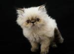Beautiful Colorpoint Persian Kittens - Persian Cat For Sale - Las Vegas&comma; NV&comma; US