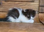 Black and white Scottish Fold Male - Scottish Fold Cat For Sale - Mokelumne Hill&comma; CA&comma; US