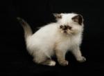 Charlene - Persian Cat For Sale - Las Vegas&comma; NV&comma; US