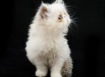 Gigolo Jr - Persian Cat For Sale - Las Vegas&comma; NV&comma; US