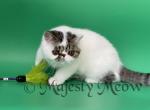 Fedya - Exotic Cat For Sale - Yucca Valley&comma; CA&comma; US