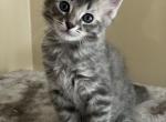 Delvey - Siberian Cat For Sale - Hingham&comma; MA&comma; US