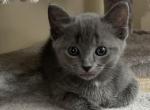 Zoey - Siamese Cat For Sale - Hingham&comma; MA&comma; US