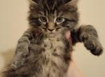 Black and Silver Male Tabby Maine Coon - Maine Coon Cat For Sale - Cumming&comma; GA&comma; US