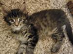 Black and Silver Female Tabby Maine Coon - Maine Coon Cat For Sale - Cumming&comma; GA&comma; US
