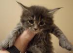Blue Female Polydactl Maine Coon - Maine Coon Cat For Sale - Cumming&comma; GA&comma; US