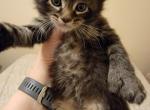 Black and Silve Polydactyl Female Tabby Maine Coon - Maine Coon Cat For Sale - Cumming&comma; GA&comma; US