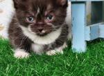 Finn - Munchkin Cat For Sale - Neosho&comma; MO&comma; US