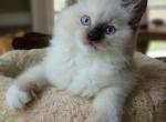 Seal point mitted - Ragdoll Cat For Sale - Farmville&comma; VA&comma; US