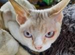 Poppy - Devon Rex Cat For Sale - Stanford&comma; MT&comma; US