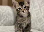 Lola - Siamese Cat For Sale - Hingham&comma; MA&comma; US