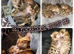 The Honeymooners 4 - Bengal Cat For Sale - Bronx&comma; NY&comma; US