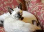 Adorable Siamese Kittens - Siamese Cat For Sale - Ypsilanti&comma; MI&comma; US