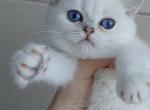 Doremi - British Shorthair Cat For Sale - Fort Wayne&comma; IN&comma; US