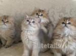 British long haired kittens - British Shorthair Cat For Sale - Thornton&comma; CO&comma; US