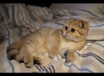 Teleposha - Scottish Fold Cat For Sale - San Mateo&comma; CA&comma; US