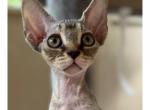 Felix - Devon Rex Cat For Sale - Williamsburg&comma; VA&comma; US