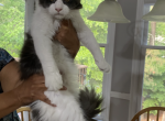 Panda - Maine Coon Cat For Sale - Acworth&comma; GA&comma; US