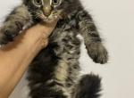Brown Tabby - Maine Coon Cat For Sale - Acworth&comma; GA&comma; US