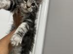Black silver male - Maine Coon Cat For Sale - Acworth&comma; GA&comma; US