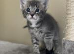 Felix - Siamese Cat For Sale - Hingham&comma; MA&comma; US