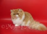 Jasmine - Persian Cat For Sale - Yucca Valley&comma; CA&comma; US