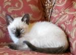 Siamese kittens - Siamese Cat For Sale - Ypsilanti&comma; MI&comma; US