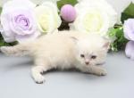 Yamaris of Romanov Dynasty - Siberian Cat For Sale - Ashburn&comma; VA&comma; US