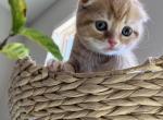 Scottish Fold Kitten - Scottish Fold Cat For Sale - Los Angeles&comma; CA&comma; US