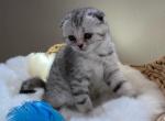 White and Grey Scottish Fold Kitten - Scottish Fold Cat For Sale - Los Angeles&comma; CA&comma; US