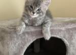 Bella - Siberian Cat For Sale - Hingham&comma; MA&comma; US