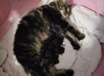 Friday 13th liter - Maine Coon Cat For Sale - Frenchtown&comma; MI&comma; US