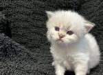 Blue Silver CP Scottish Fold Boy Frodo - Scottish Fold Cat For Sale - Odessa&comma; FL&comma; US