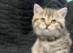 Black Spotted Tabby Scottish Fold Straight Girl - Scottish Fold Cat For Sale - Odessa&comma; FL&comma; US