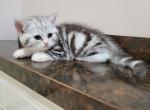 Maximus2 - Scottish Straight Cat For Sale - Holland&comma; PA&comma; US